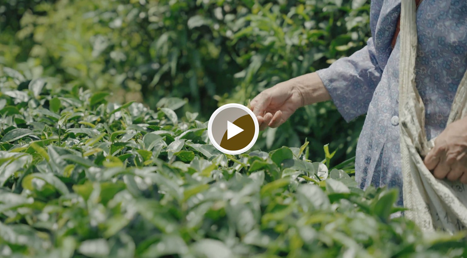 大坪镇大古坳村大叶茶基地