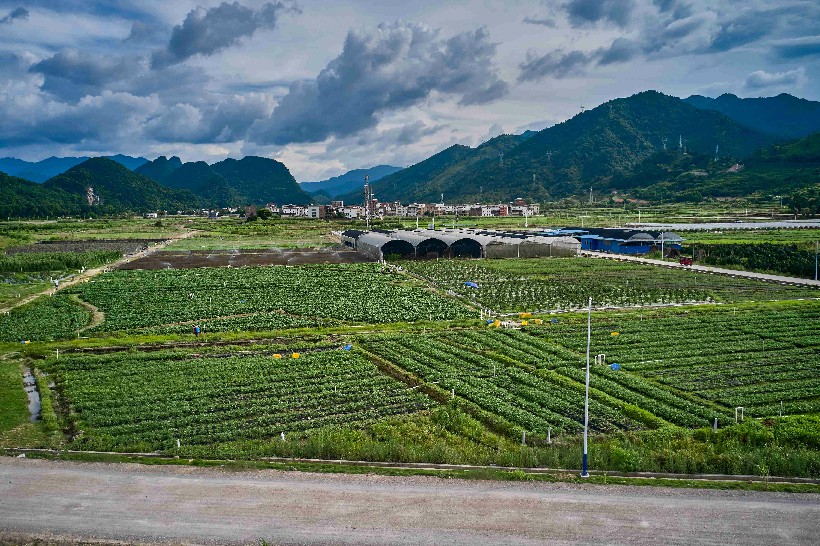 三江镇城西村蔬菜基地
