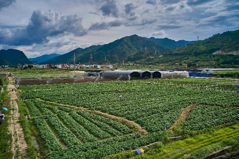三江镇城西村蔬菜基地