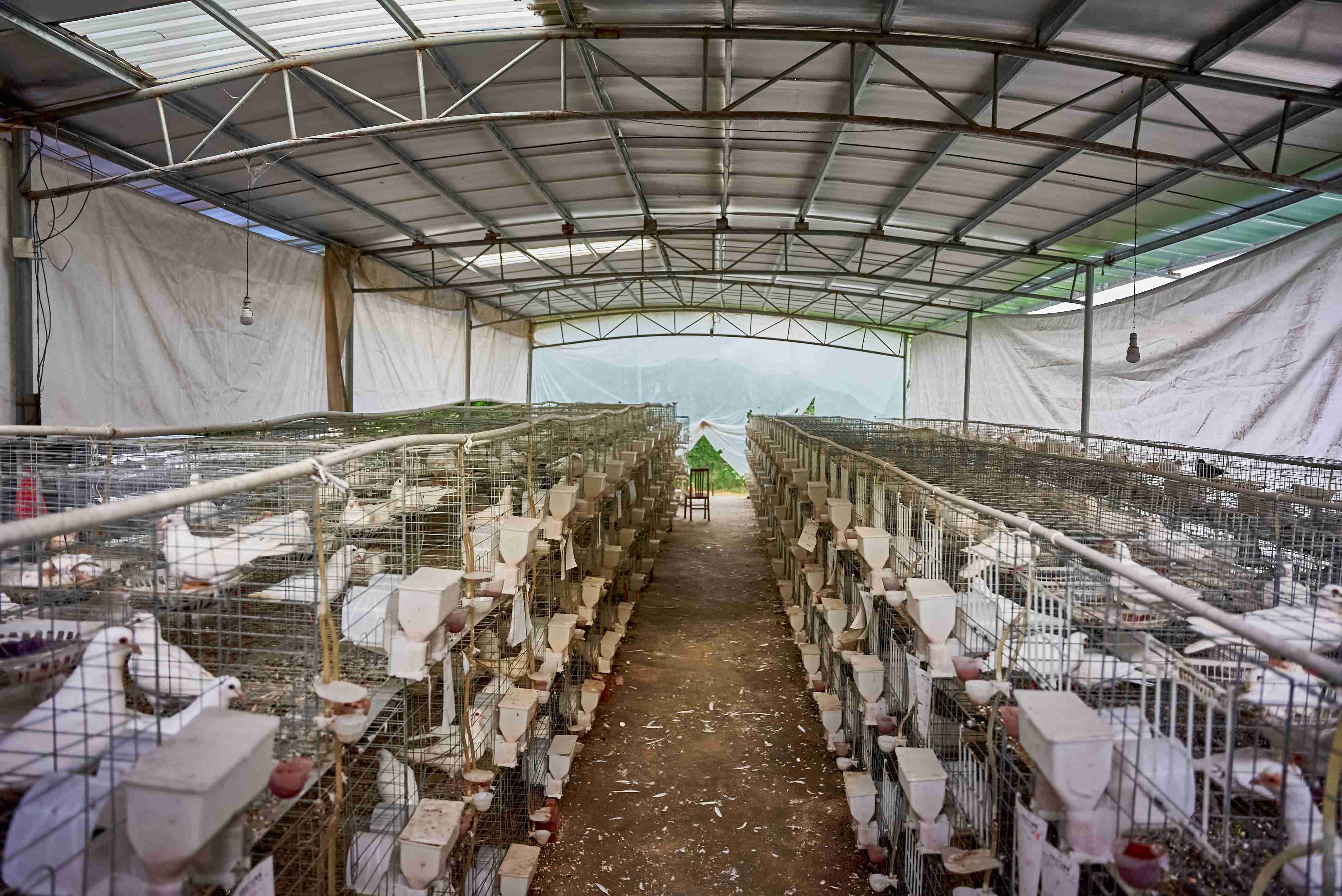 三江镇塘冲村乳鸽基地