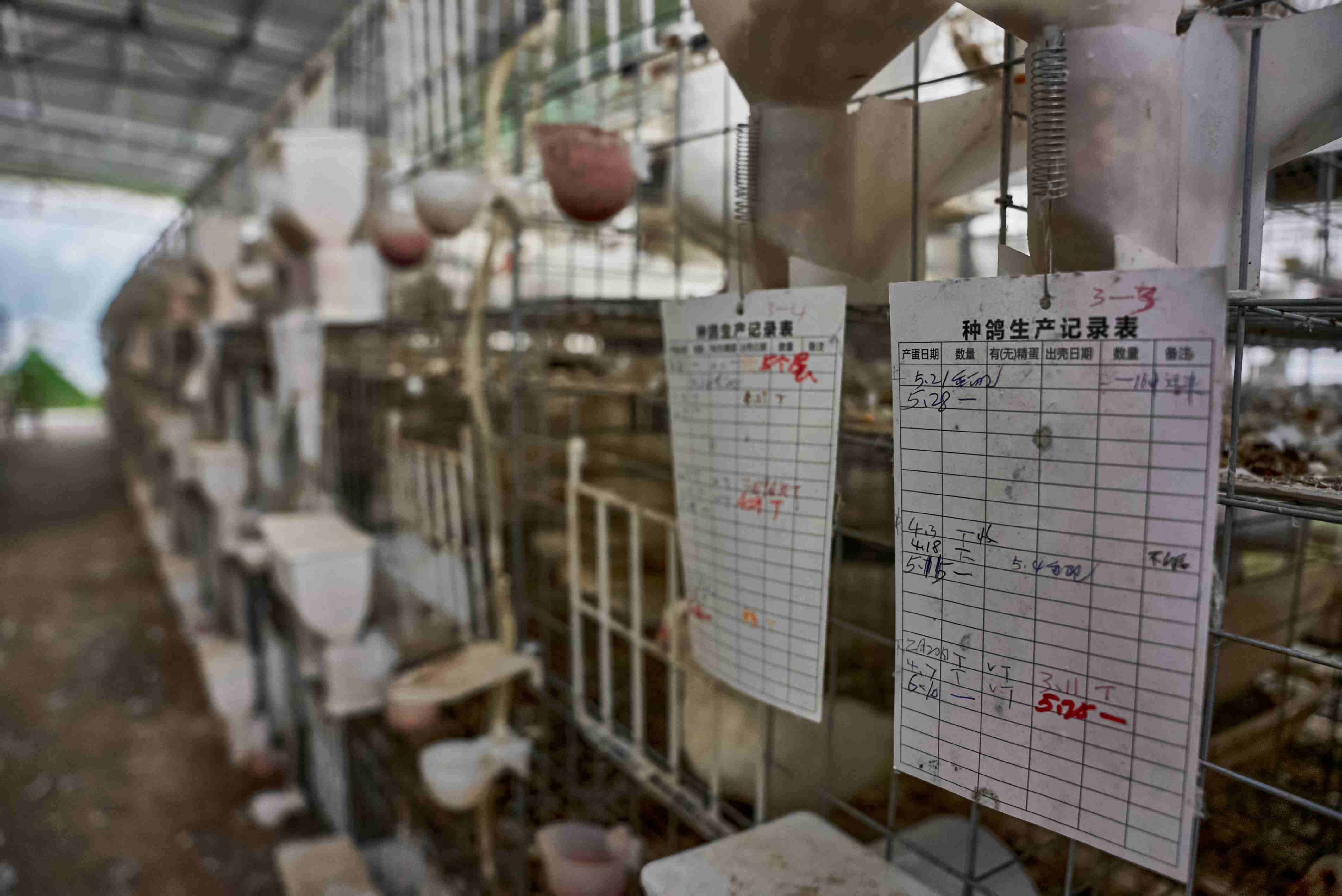 三江镇塘冲村乳鸽基地