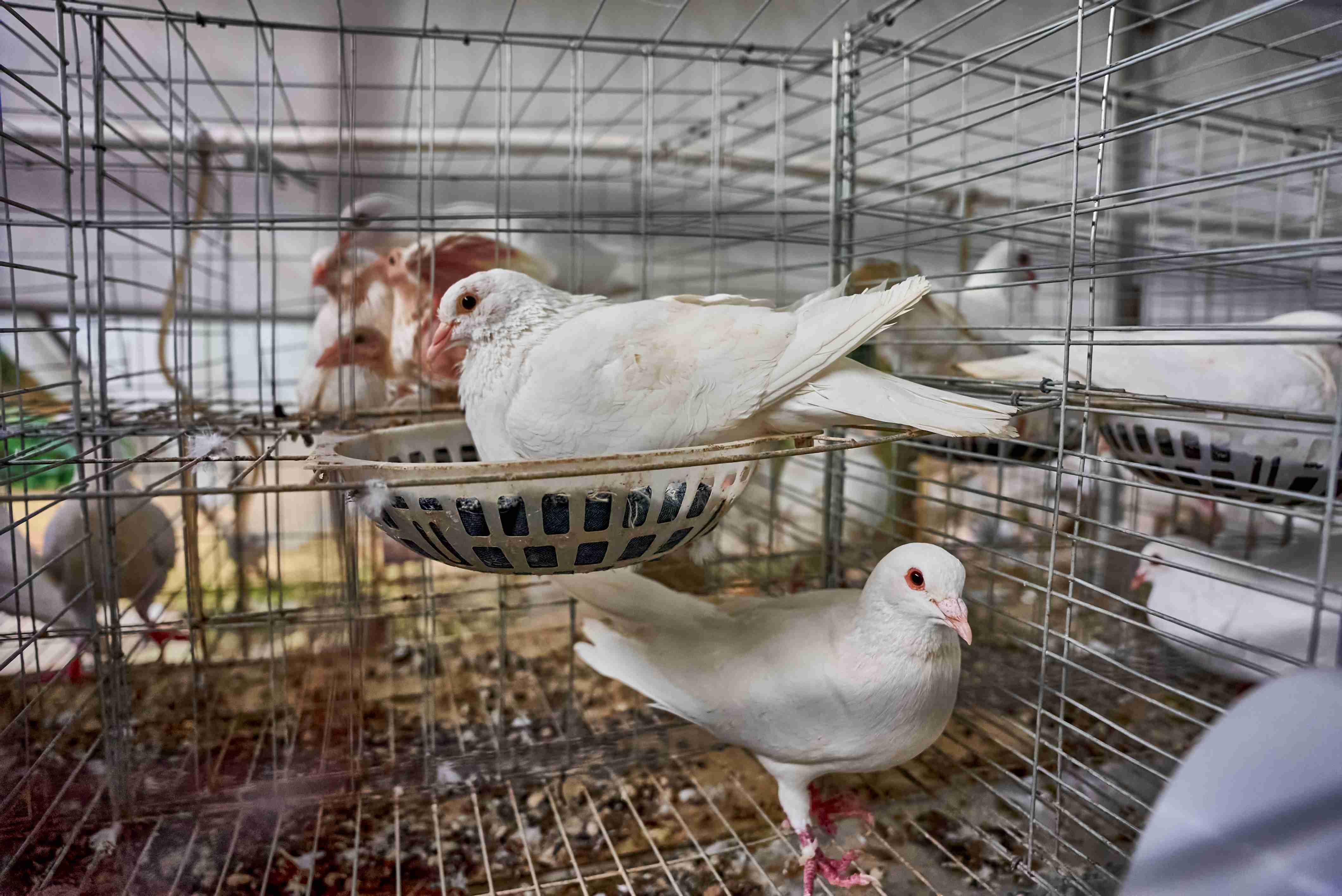 三江镇塘冲村乳鸽基地