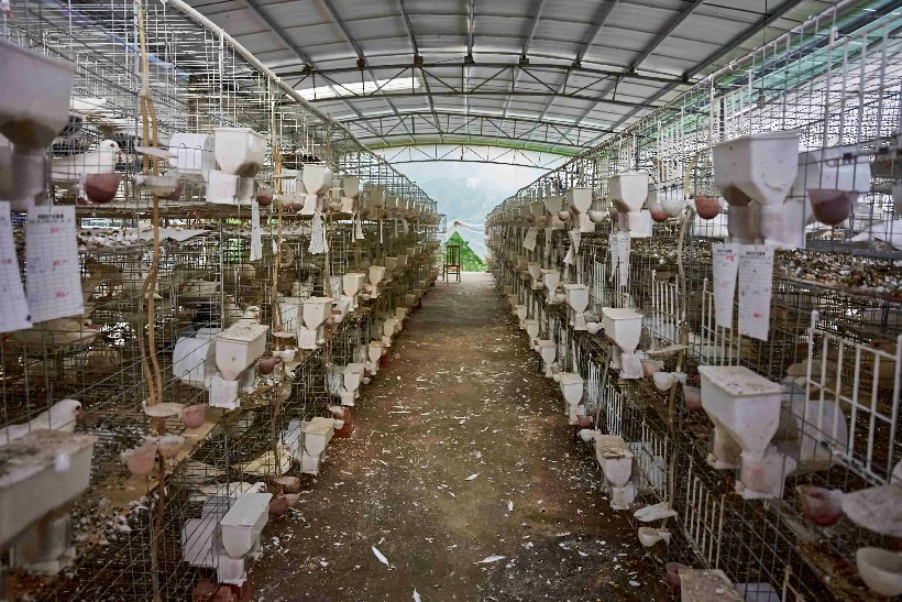 三江镇塘冲村乳鸽基地