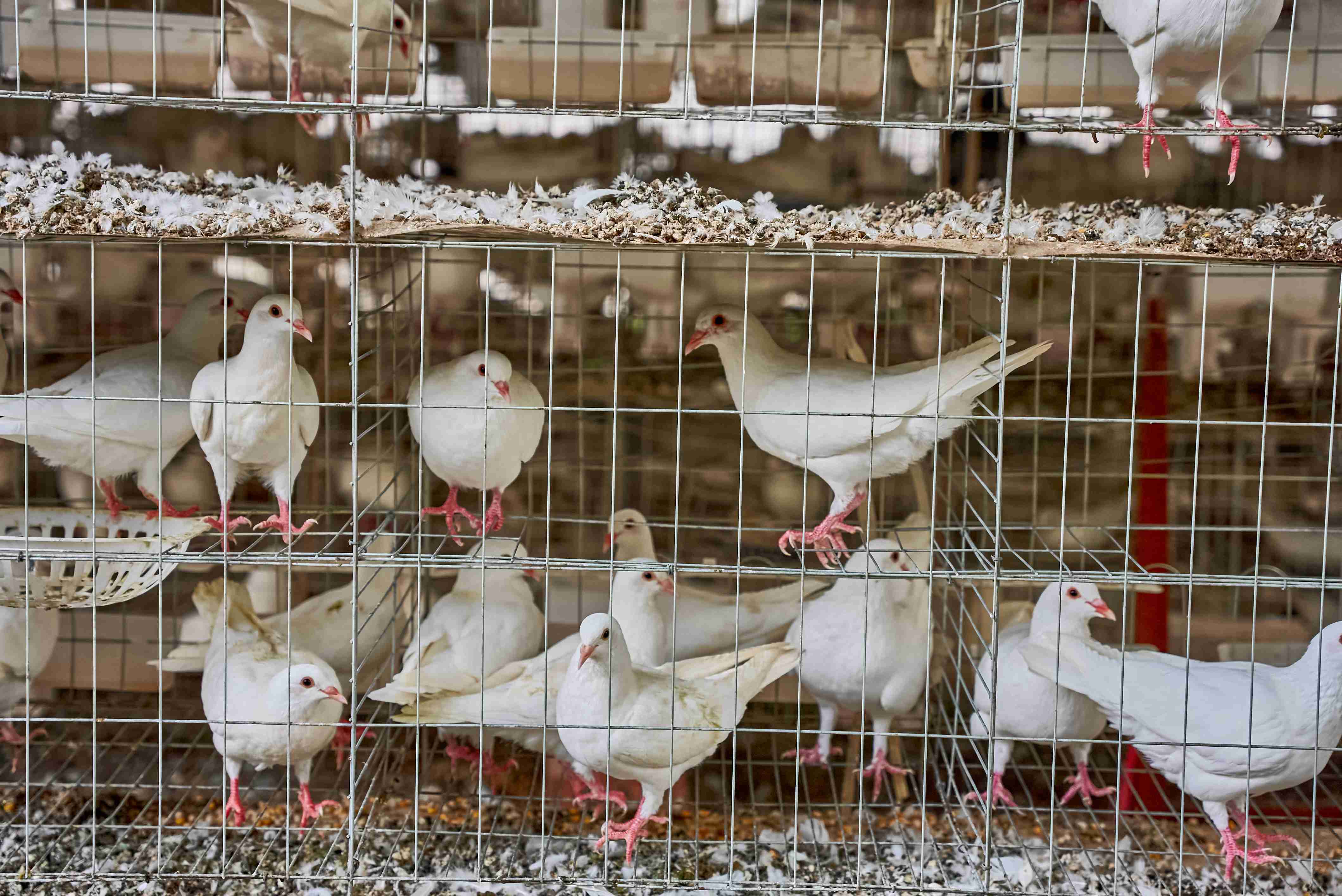 三江镇塘冲村乳鸽基地