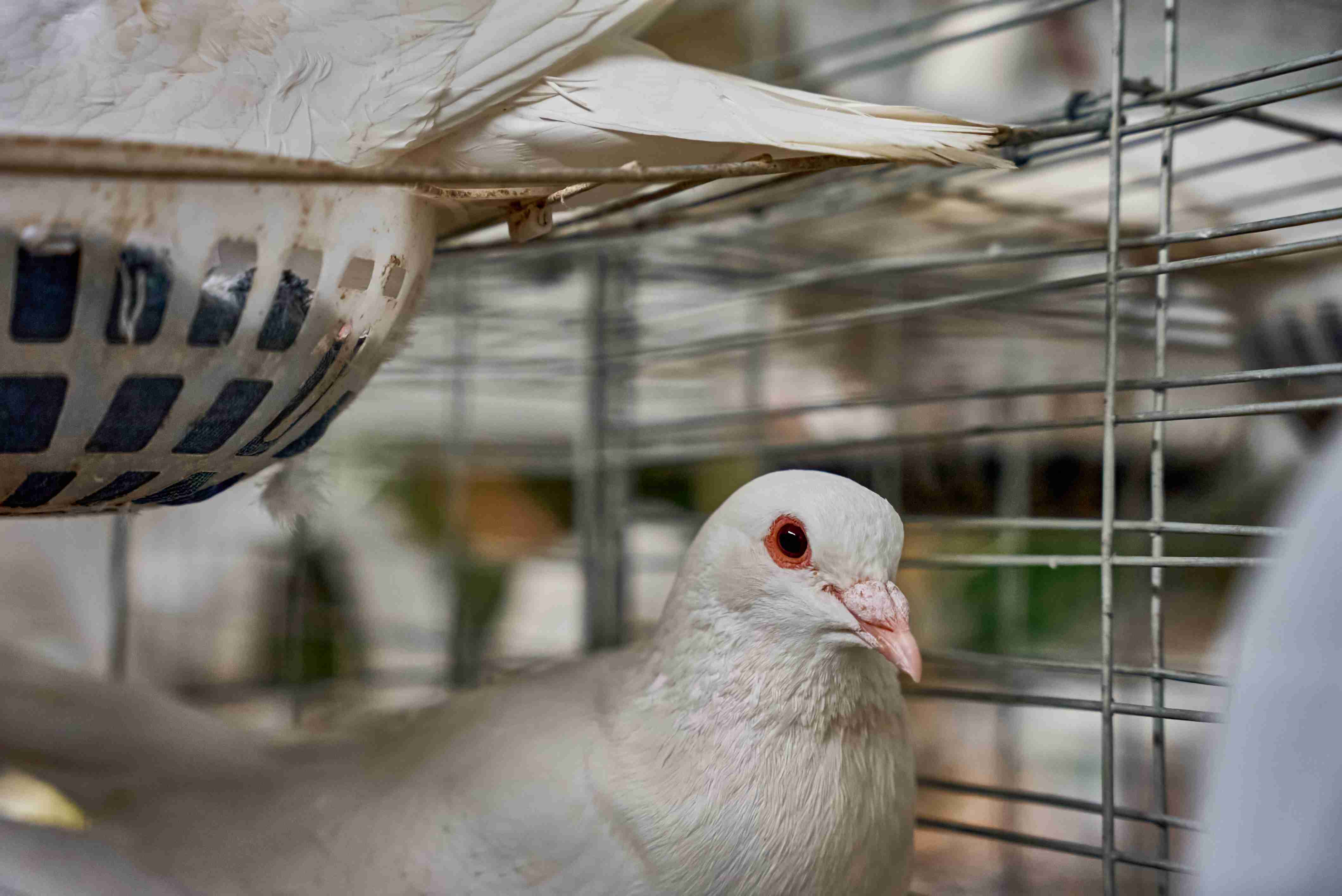 三江镇塘冲村乳鸽基地
