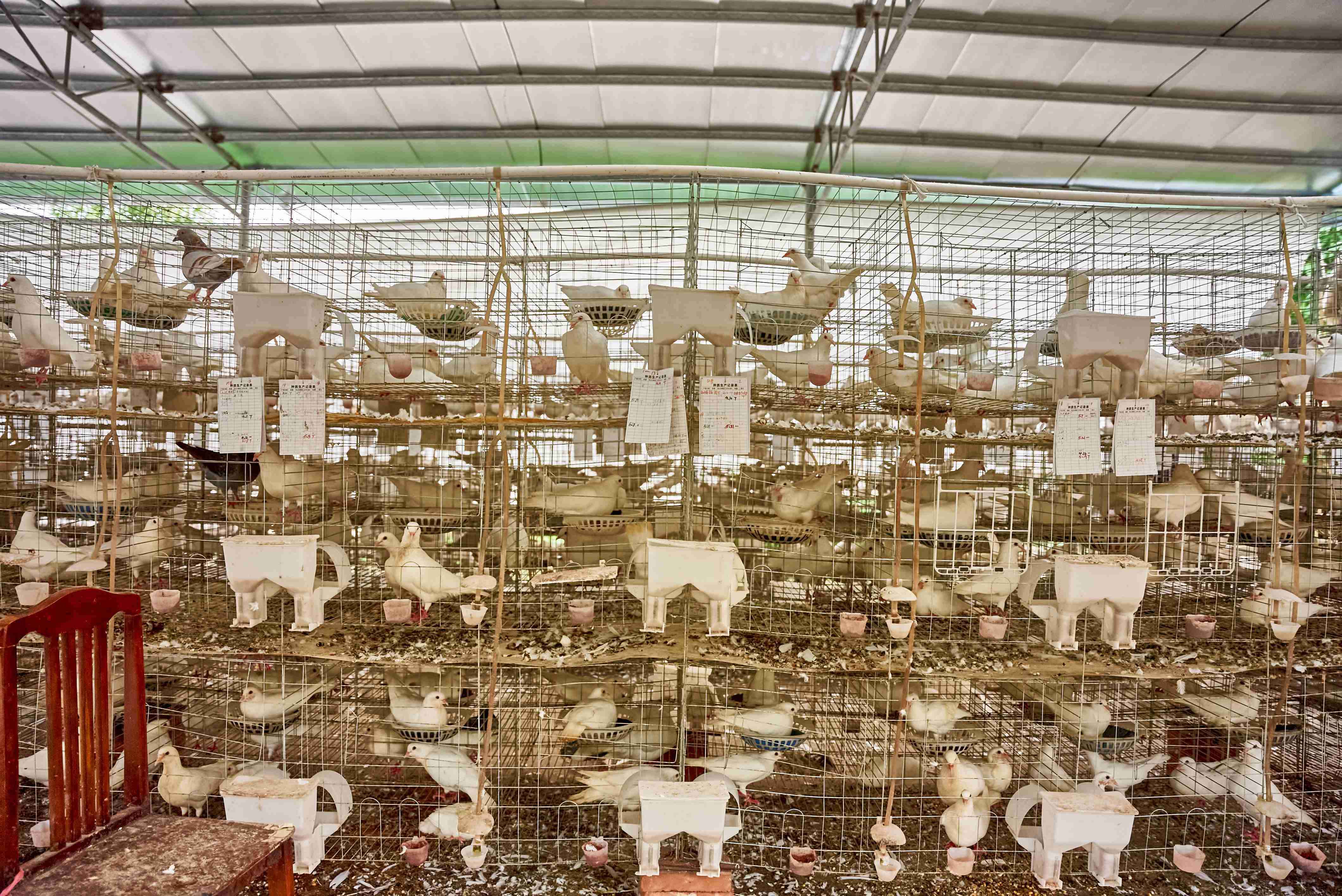 三江镇塘冲村乳鸽基地