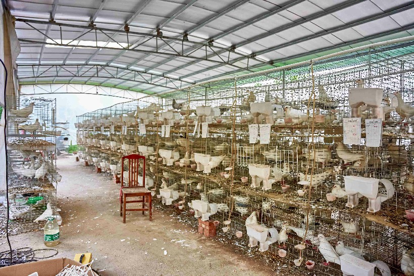 三江镇塘冲村乳鸽基地