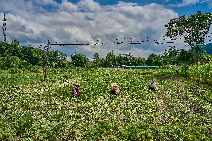 三江镇新合村番薯苗基地
