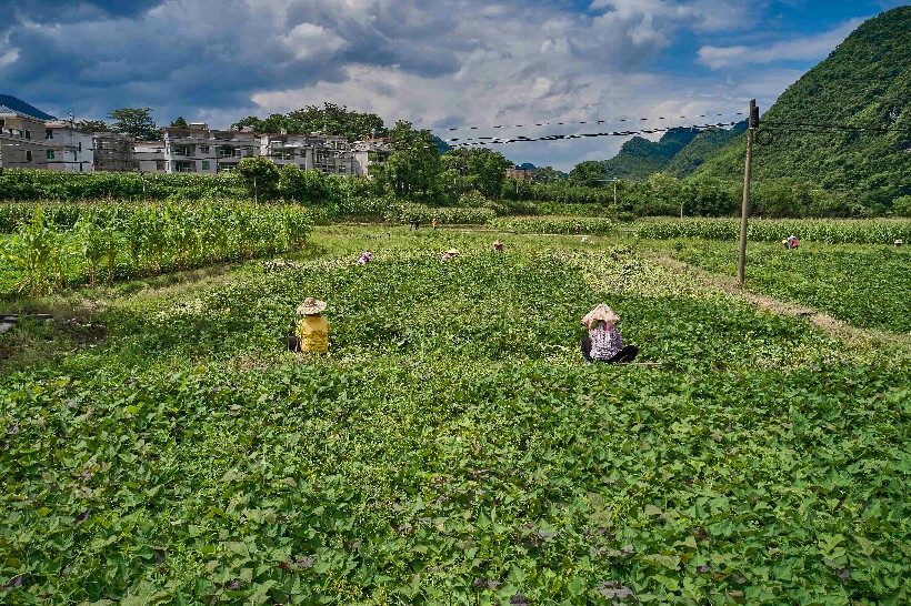 三江镇新合村番薯苗基地