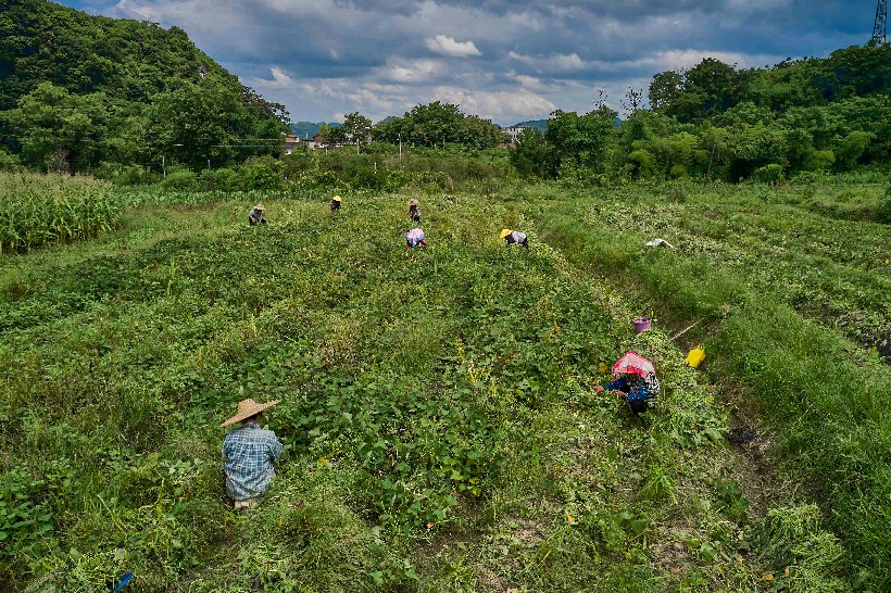 三江镇新合村番薯苗基地