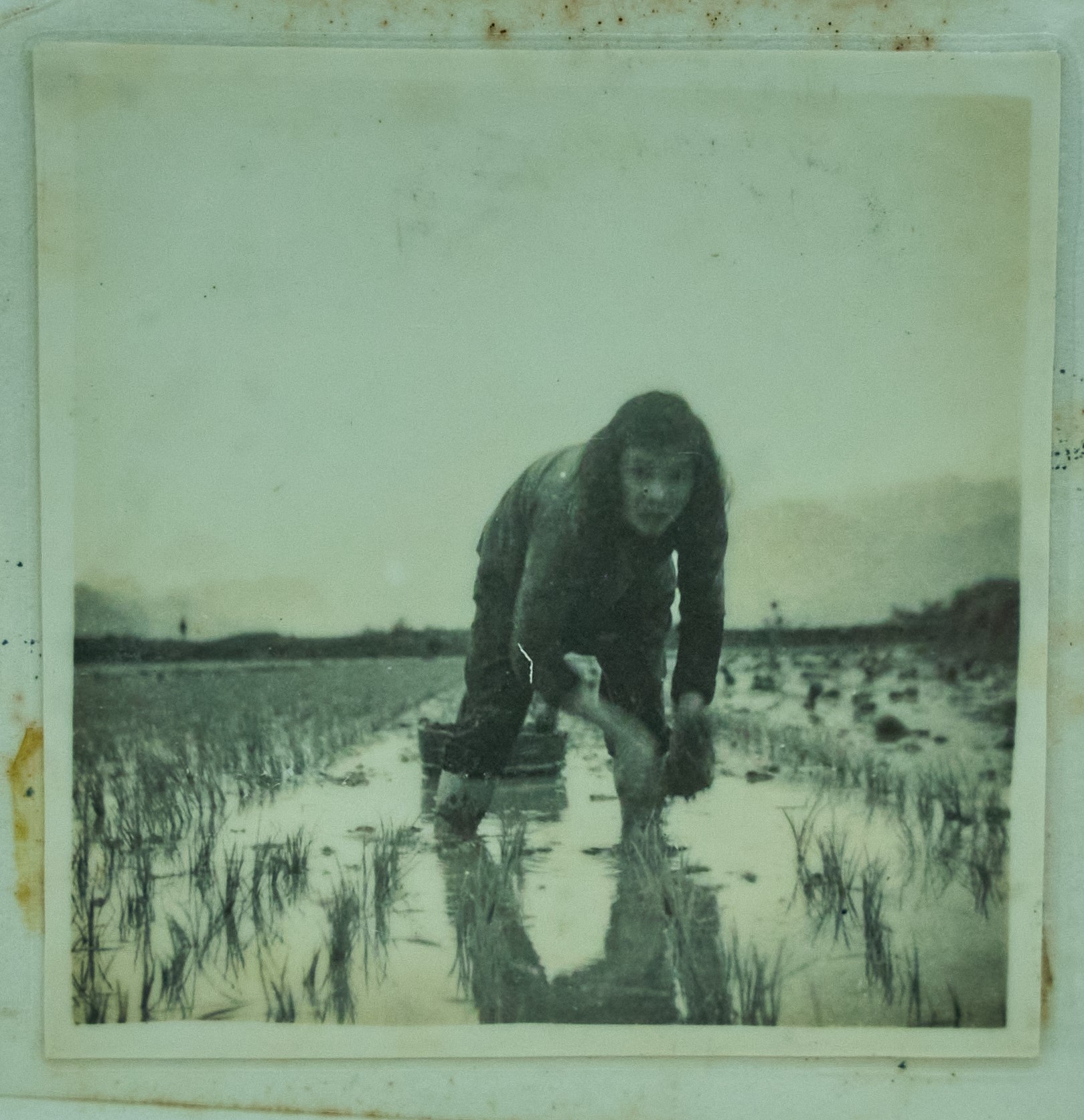 50年代,连南中学生插秧标兵