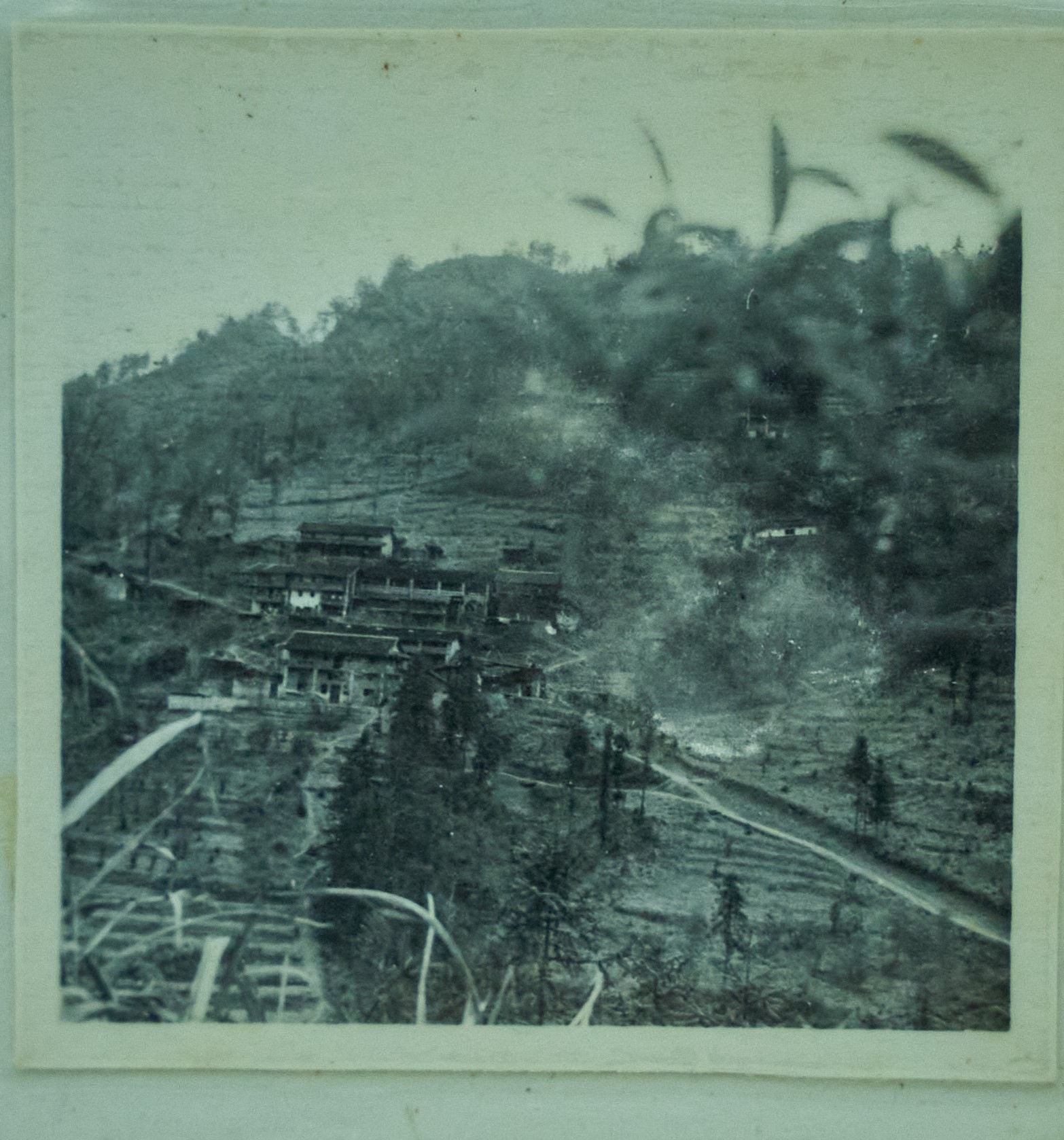 50年代，金坑内田林