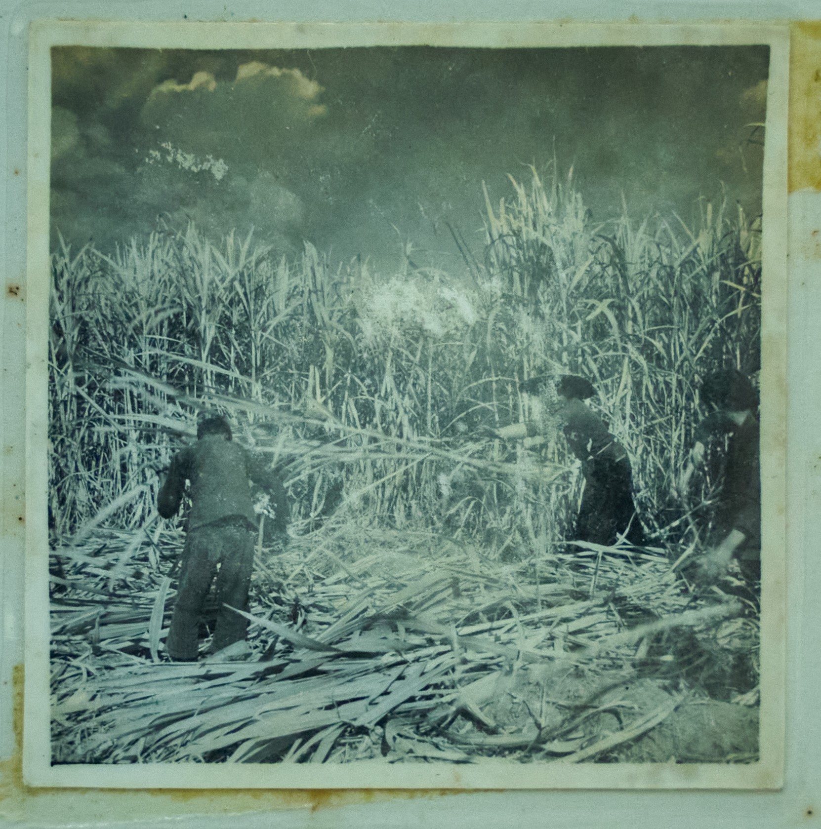 50年代，收割甘蔗