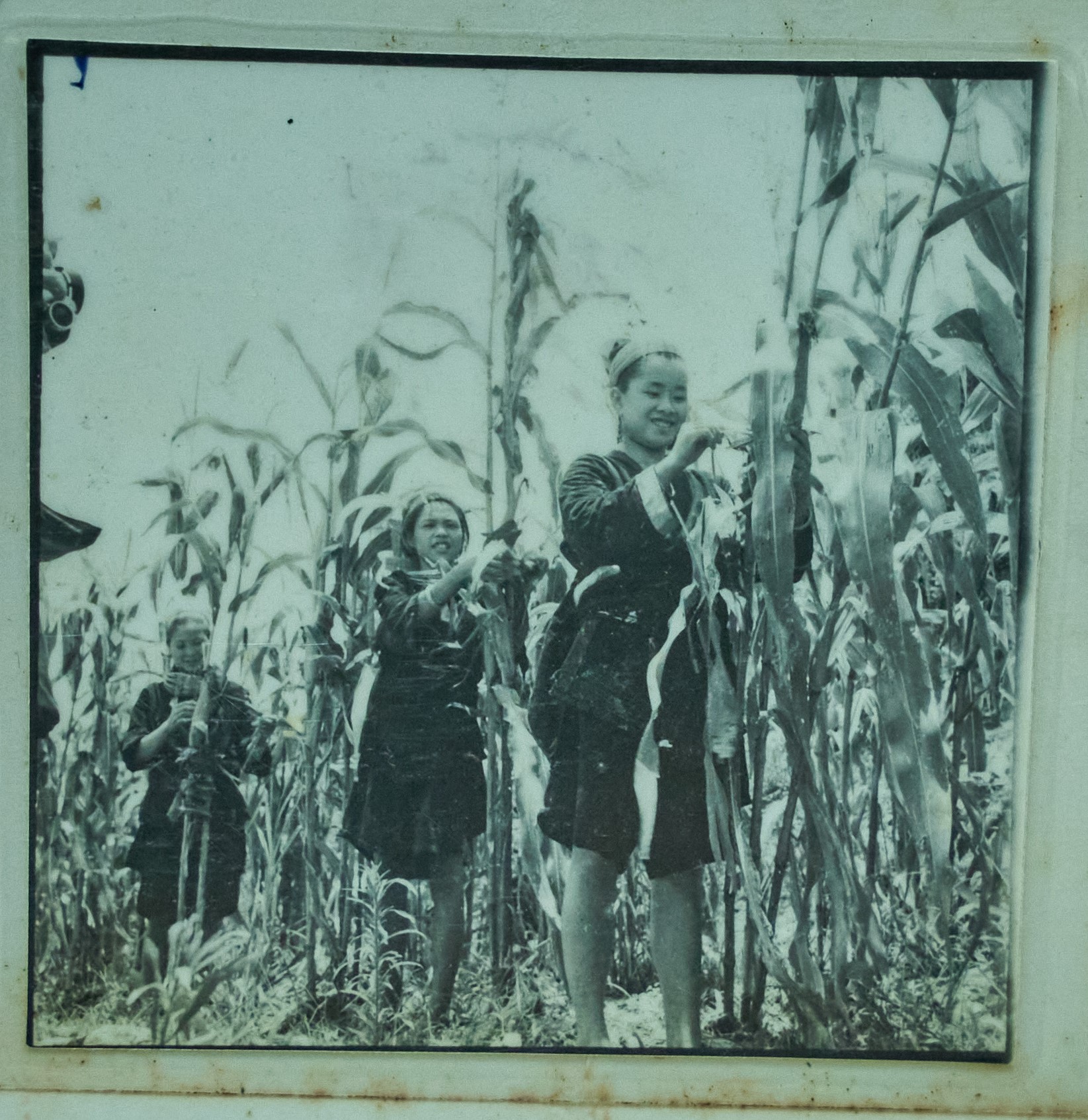 50年代，摘玉米